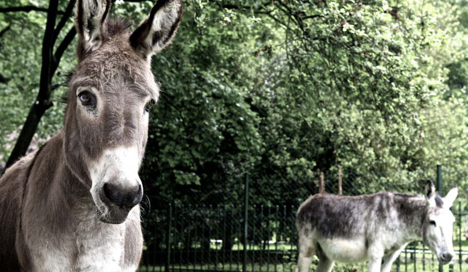 Deux ânes dans un parc verdoyant.