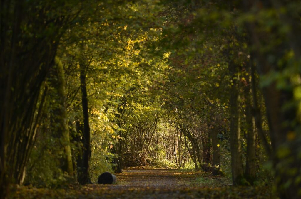 Sentier boisé en automne avec feuillage dense