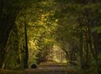 Sentier boisé en automne avec feuillage dense