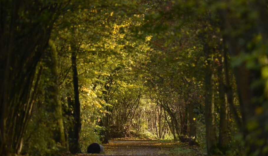 Sentier boisé en automne avec feuillage dense