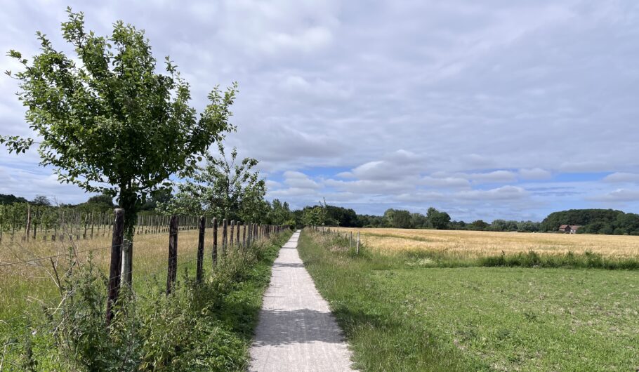 Chemin rural entouré de champs et arbres verdoyants.