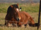 Cheval couché avec pie sur le dos