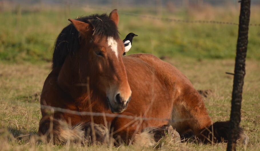 Cheval couché avec pie sur le dos
