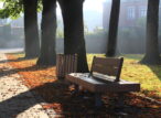 Banc ensoleillé sous des arbres en automne