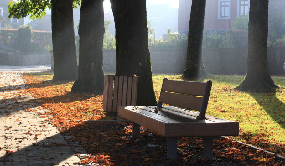Banc ensoleillé sous des arbres en automne