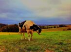 Vache pie noire dans un pré verdoyant