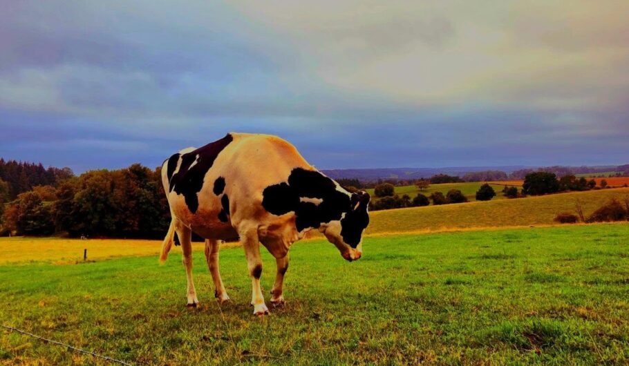 Vache pie noire dans un pré verdoyant