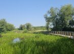 Passerelle en bois au-dessus d’un marais verdoyant