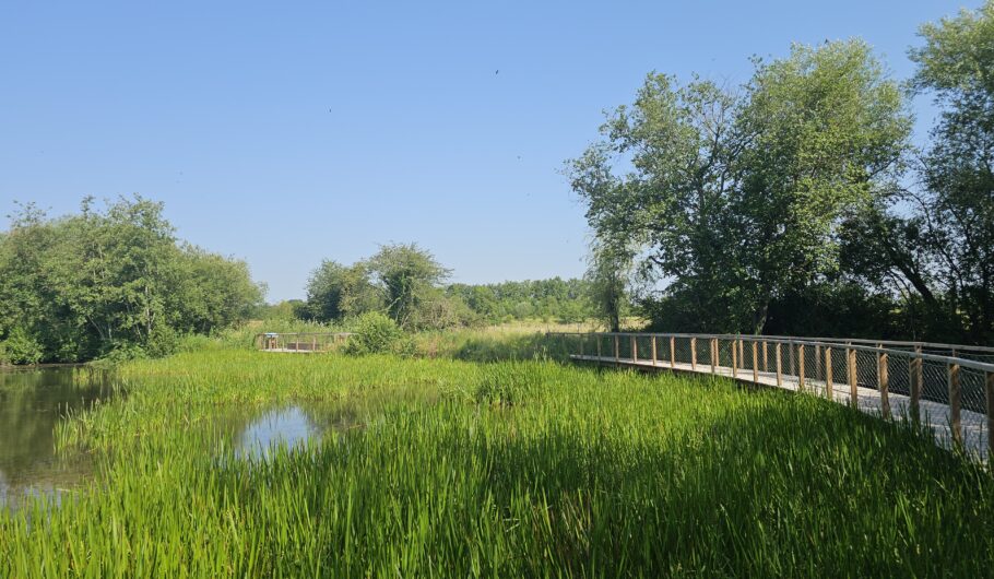 Passerelle en bois au-dessus d’un marais verdoyant