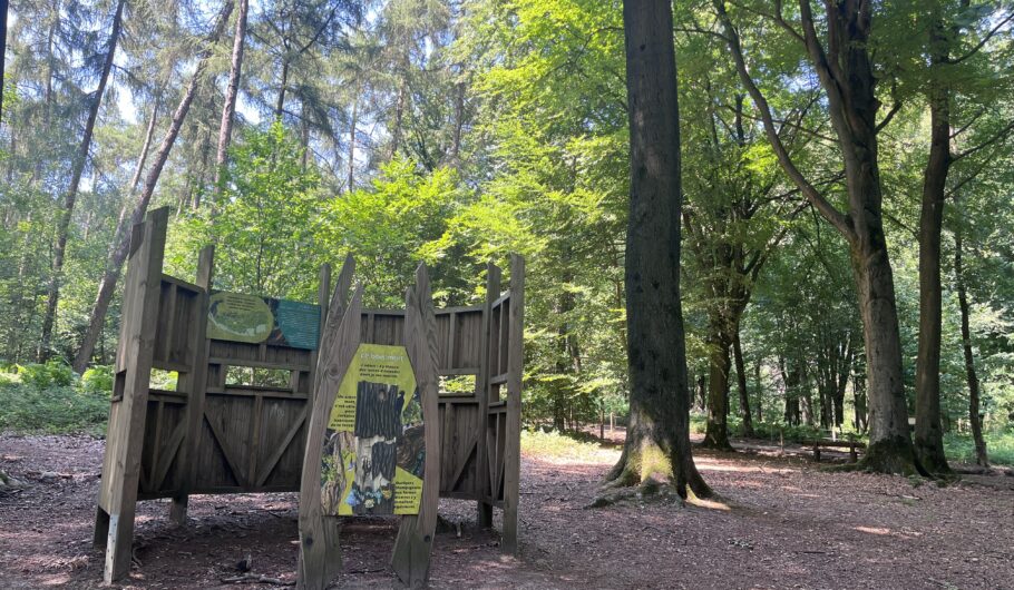 Panneau pédagogique en bois au cœur d’une forêt