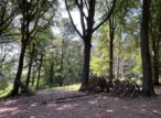Clairière forestière avec cabanes en branches
