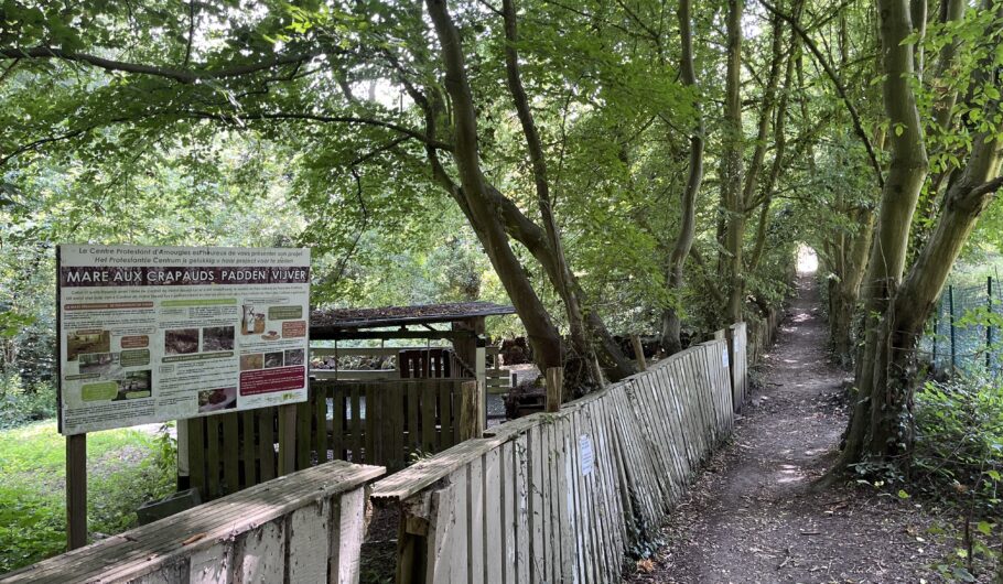 Sentier boisé près de la mare aux crapauds