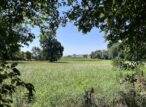 Prairie verdoyante encadrée d’arbres sous ciel bleu