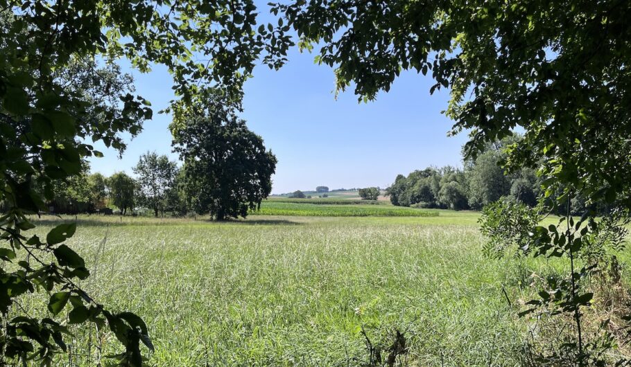 Prairie verdoyante encadrée d’arbres sous ciel bleu