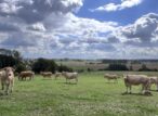 Vaches dans un pré sous de grands nuages