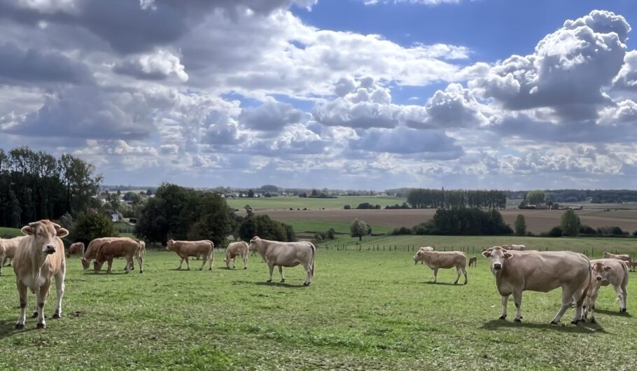 Vaches dans un pré sous de grands nuages