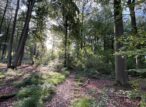 Sentier forestier éclairé par le soleil entre grands arbres