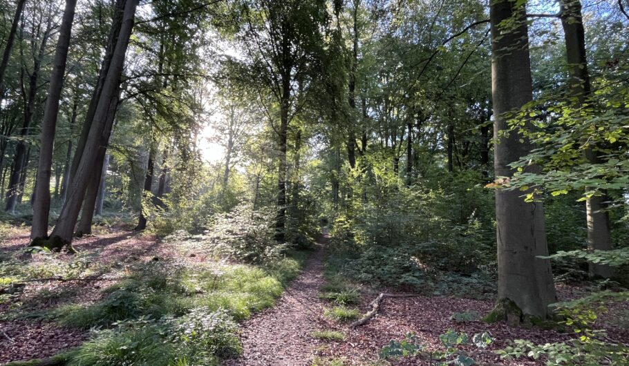 Sentier forestier éclairé par le soleil entre grands arbres