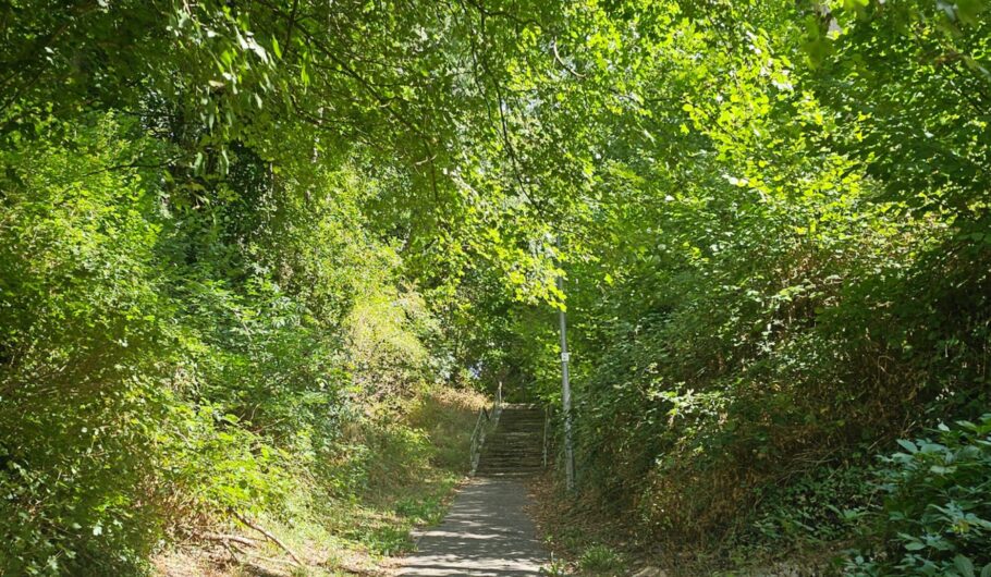 Sentier boisé avec escalier sous un feuillage dense