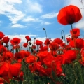 Photo de profil