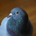 Photo de profil